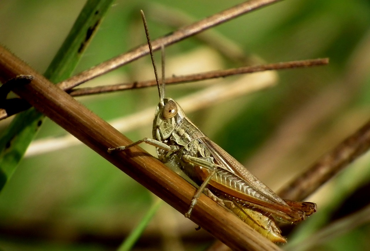 Image - desert locust insect macro