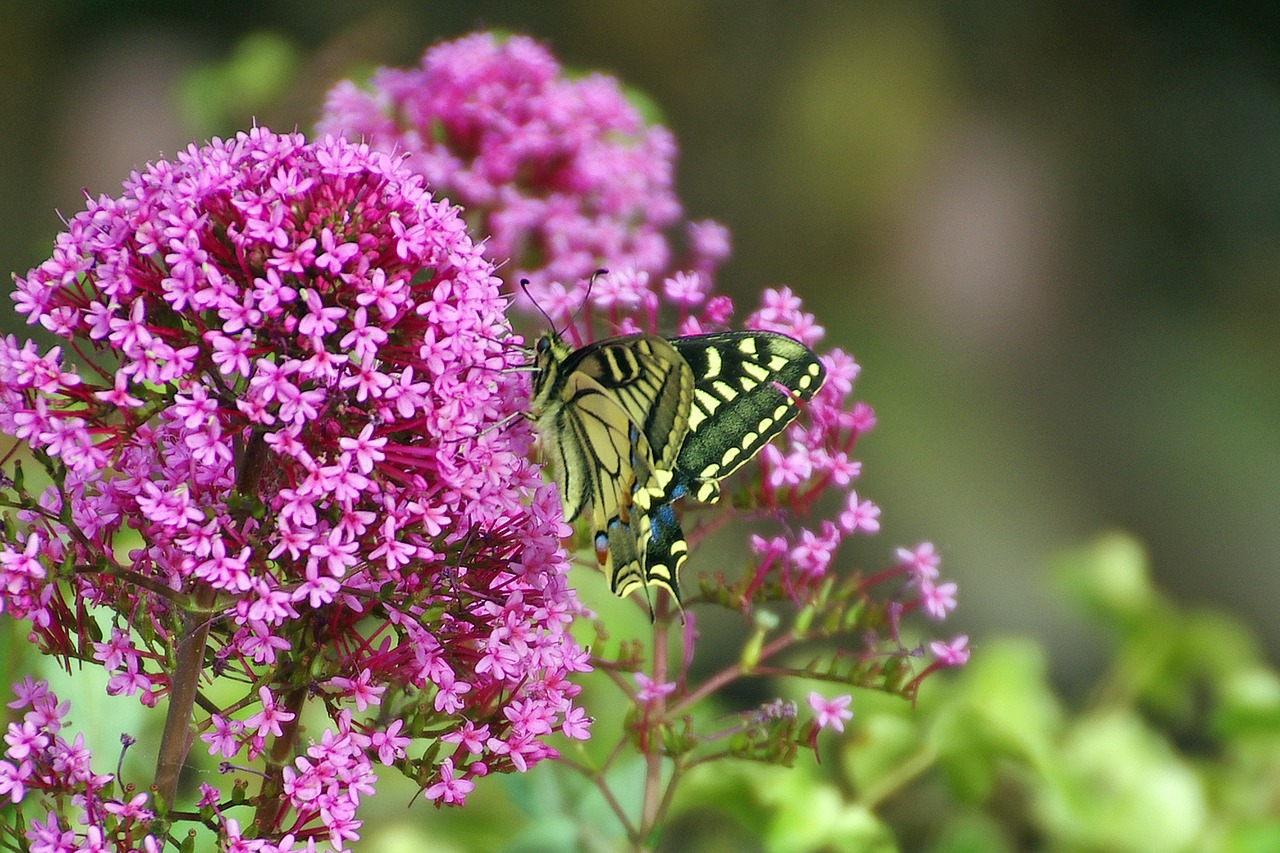 Image - butterfly butterflies flowers