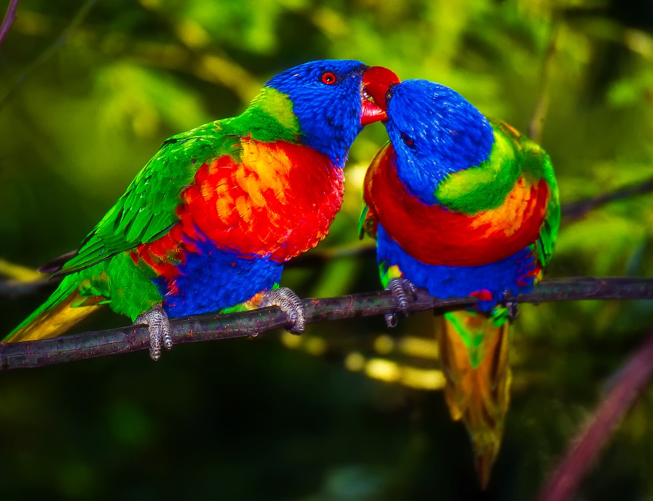 Image - parrots pair bird colors colorful