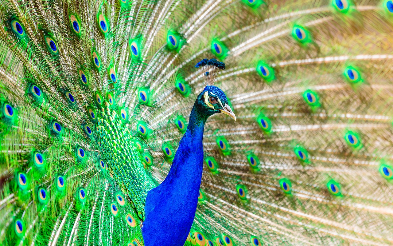 Image - peacock bird plumage exotic bright