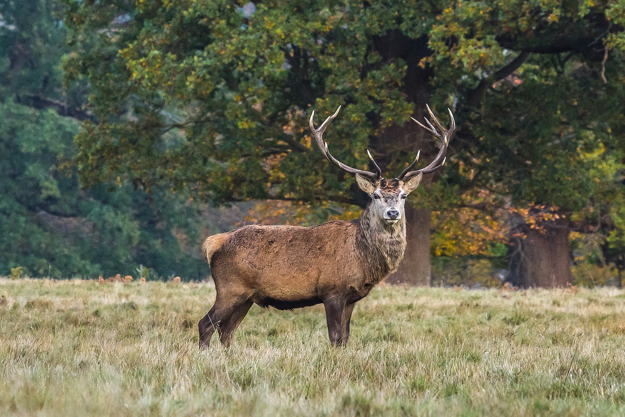 Image - deer nature forest england