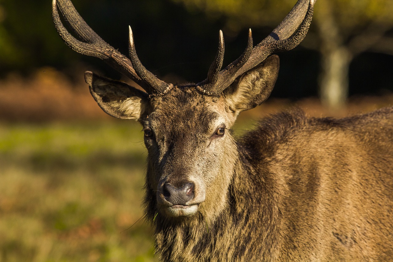 Image - deer park windsor nature england