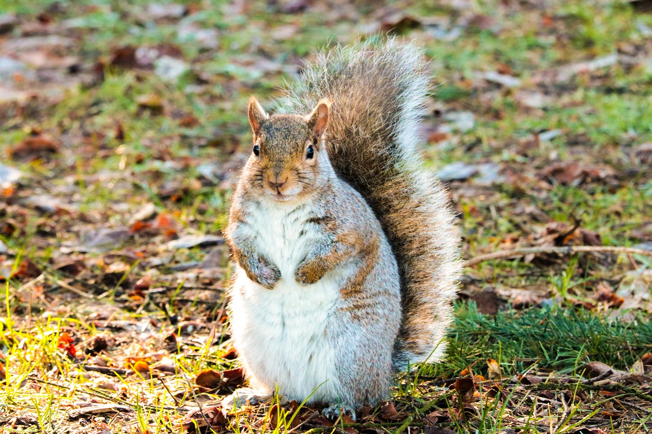 Image - squirrel brown grey park leaves