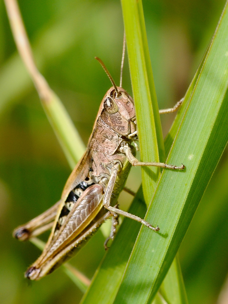 Image - desert locust insect macro