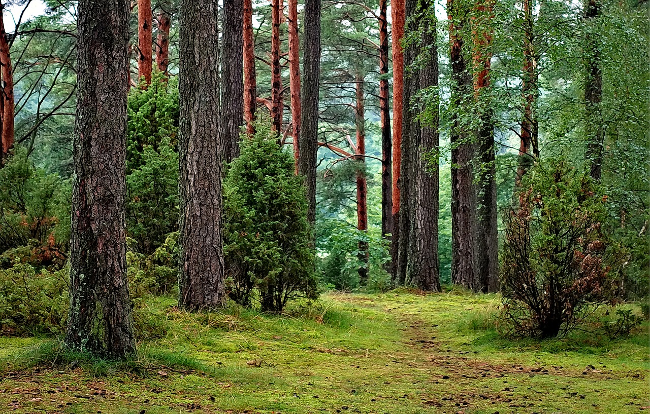 Image - forest forests tucholski poland