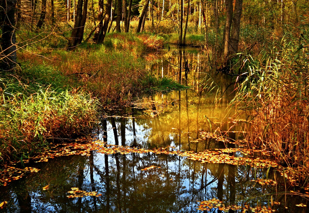 Image - water lake autumn foliage nature