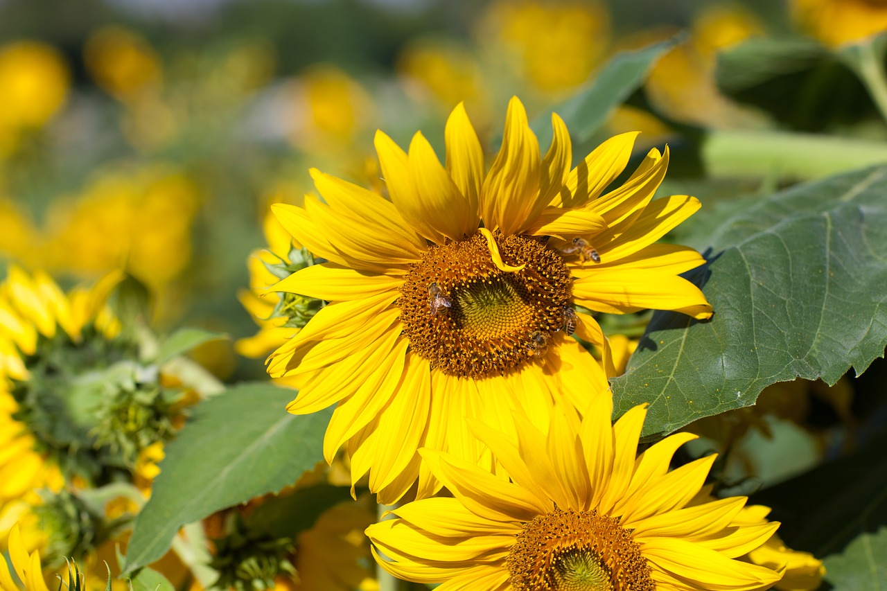 Image - sunflower nan river summer bee