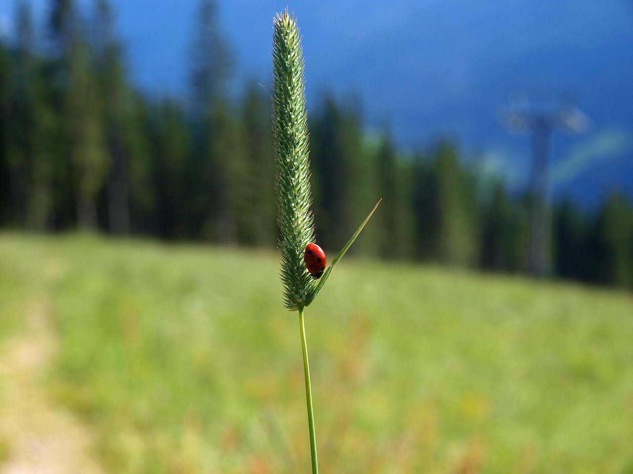 Image - ladybug lady beetle insect nature