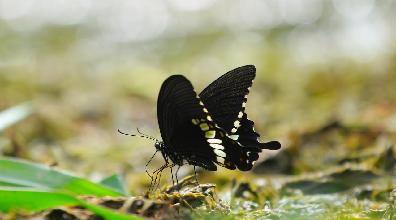 Image - butterfly insect nature summer