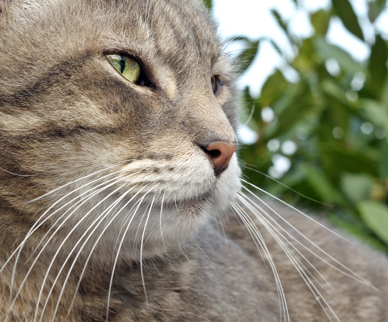 Image - cat close up tabby grey