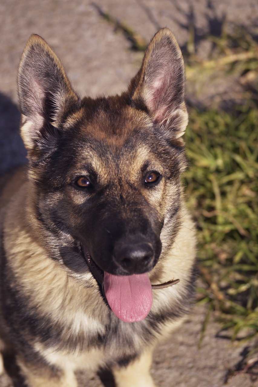 Image - dog looking at you german shepherd