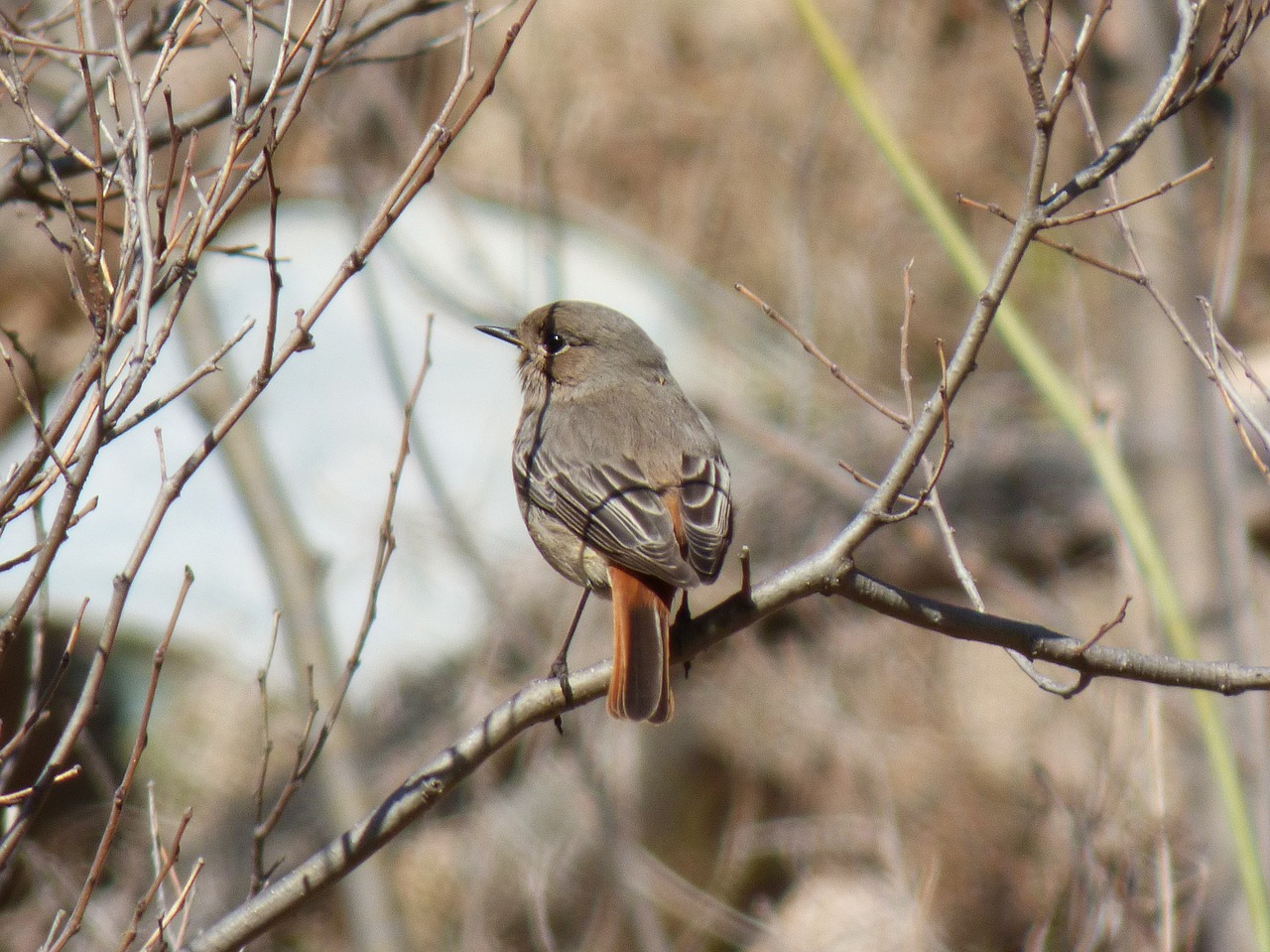 Image - black redstart smoked cotxa smoked