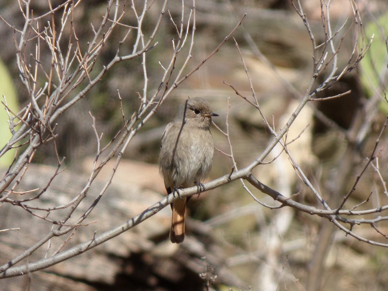 Image - black redstart smoked cotxa smoked