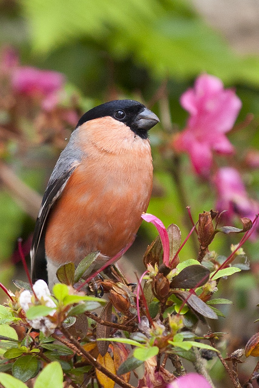 Image - gimpel bird nature bullfinch