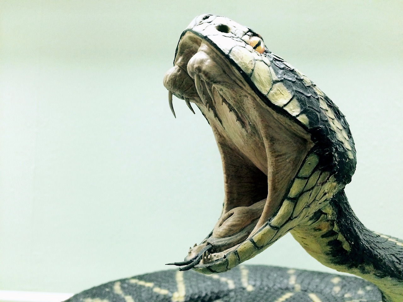 Image - snake cobra dangerous reptile