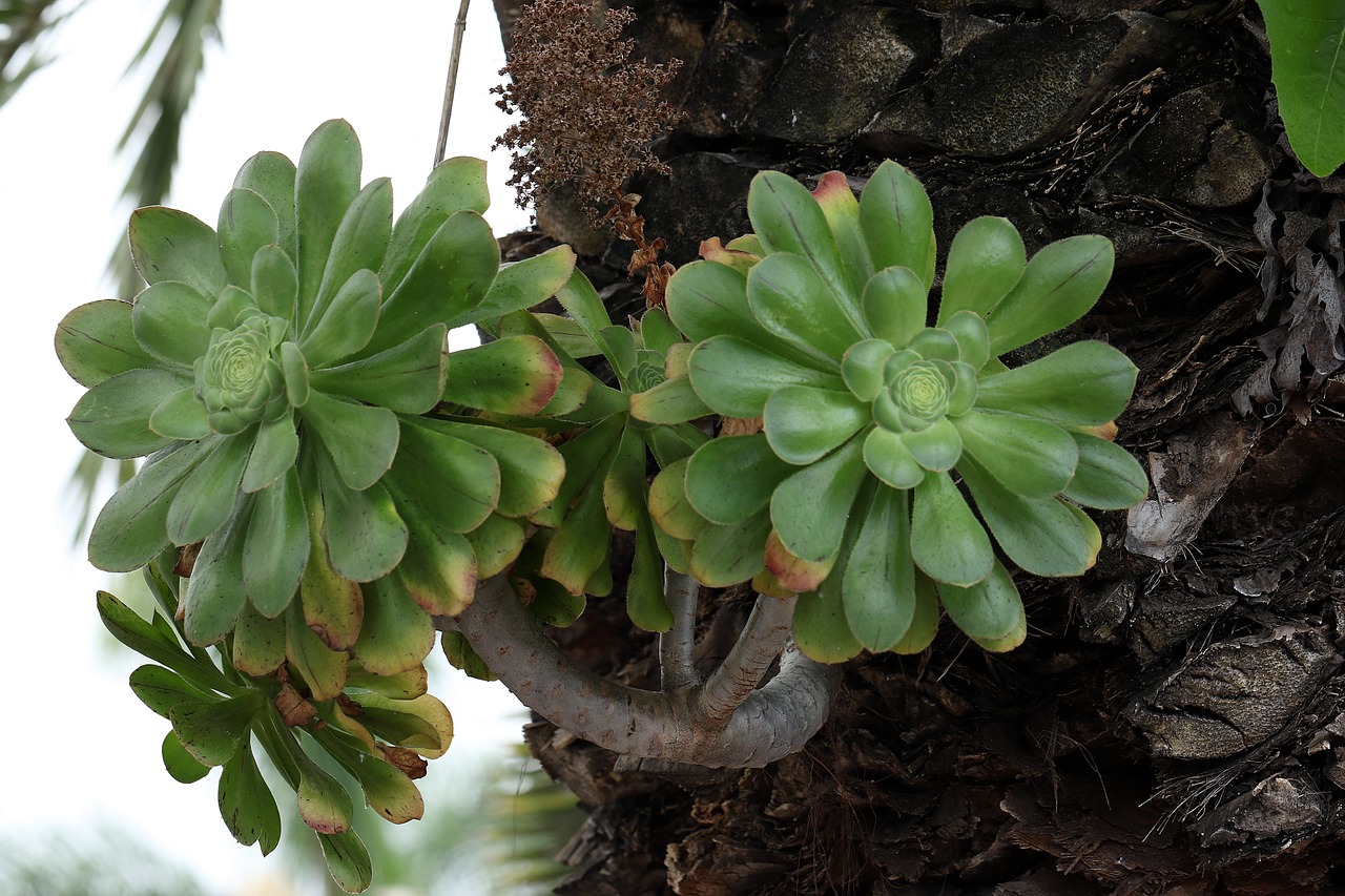 Image - tropical plant the parasite