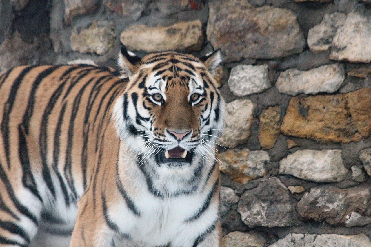 Image - amur tiger tiger predator