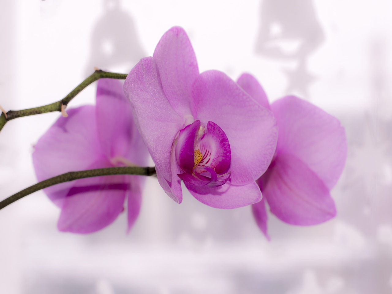 Image - flower orchid bright beautiful