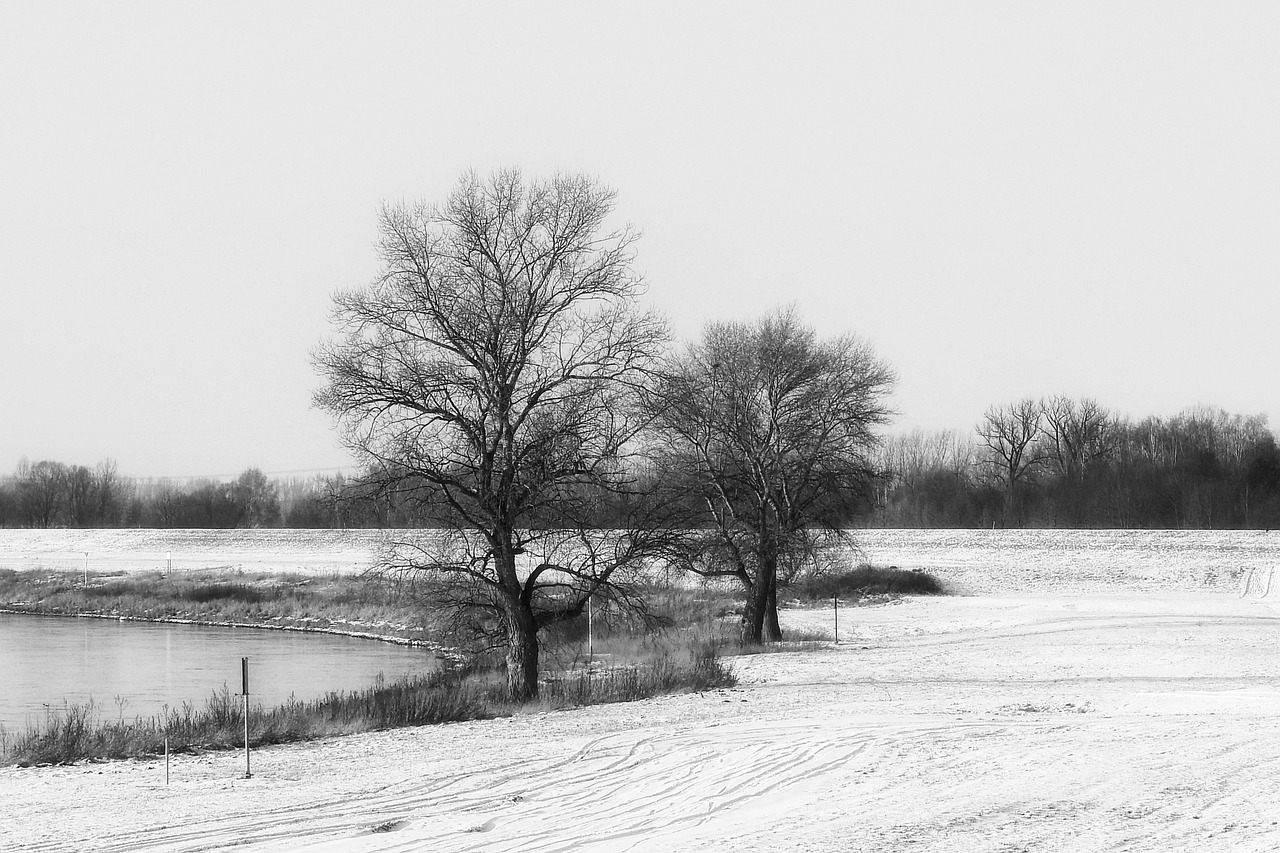 Image - landscape winter trees