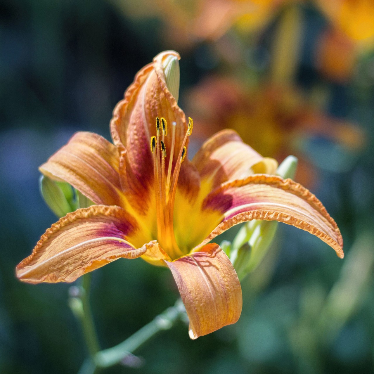 Image - lily daylily orange flower blossom