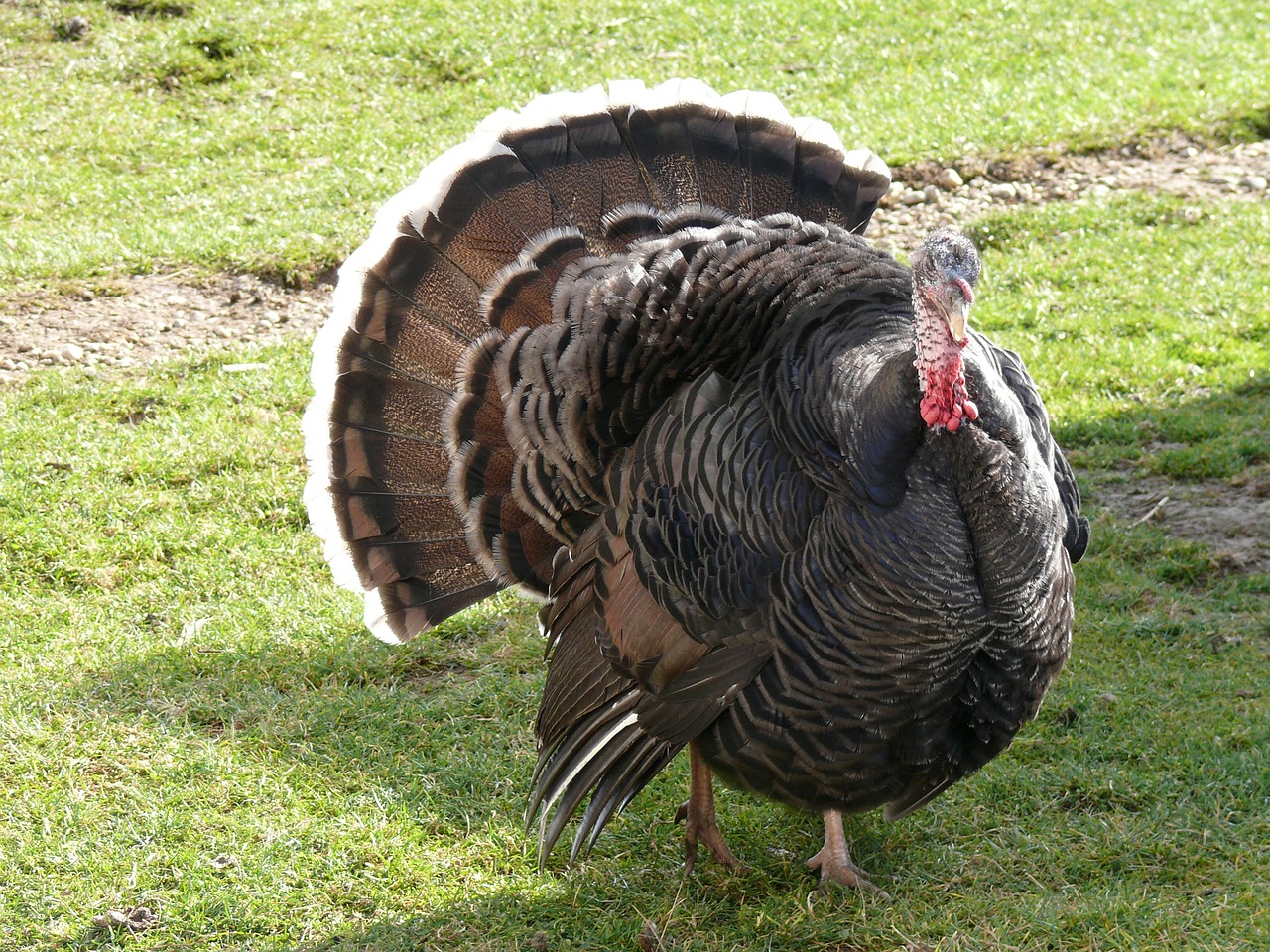 Image - turkey hungary nature animal farm