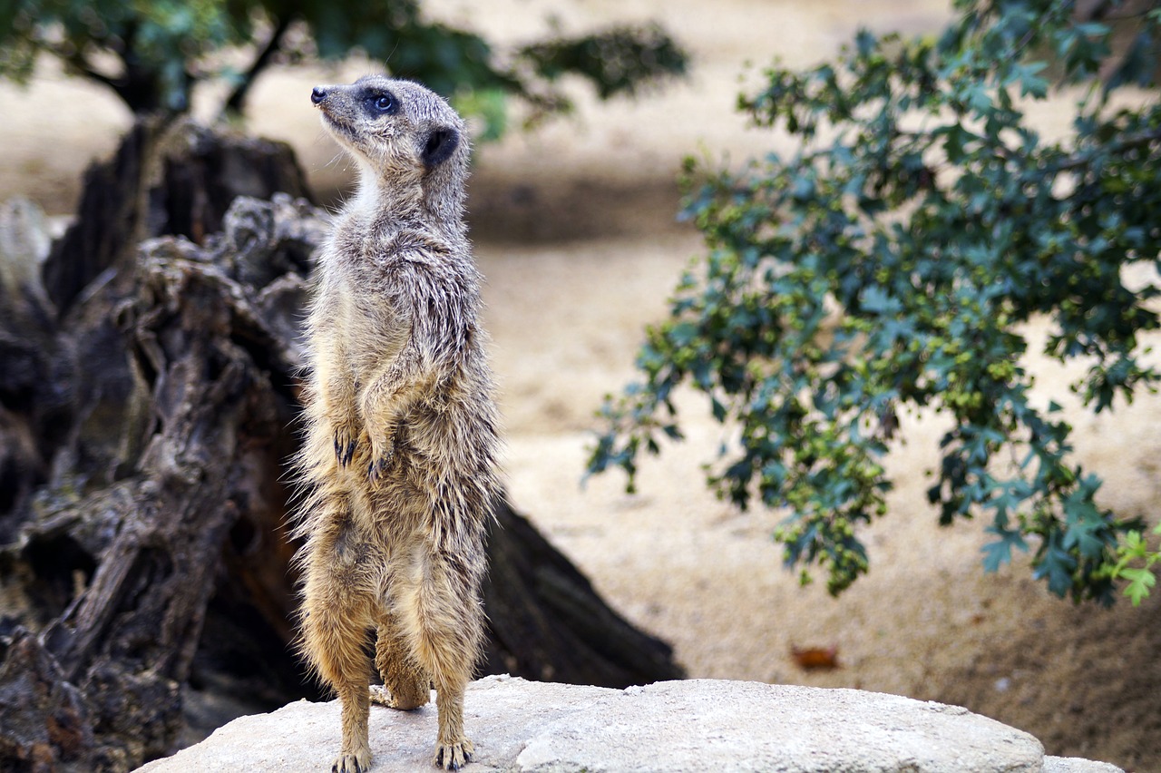 Image - rókamanguszta zoo yellow mongoose