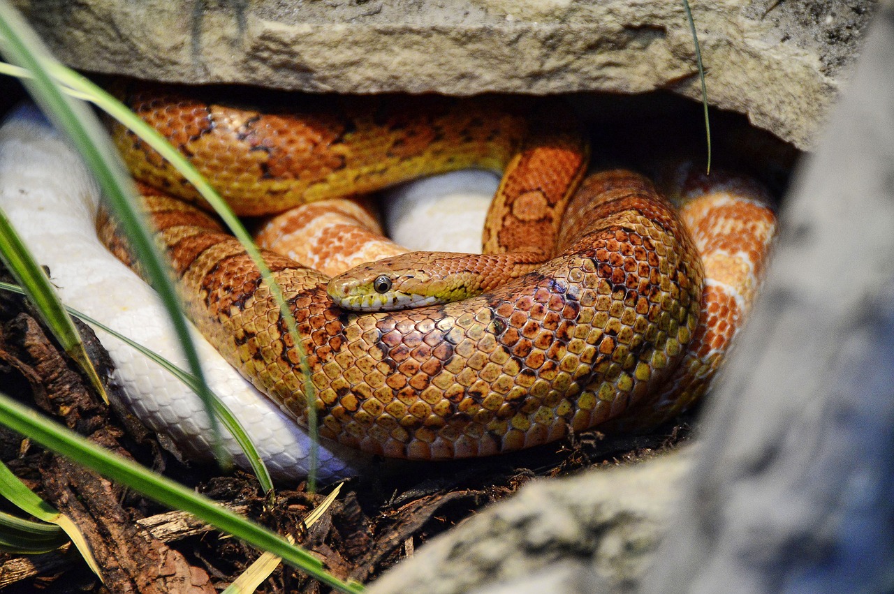 Image - corn snake pantherophis guttatus