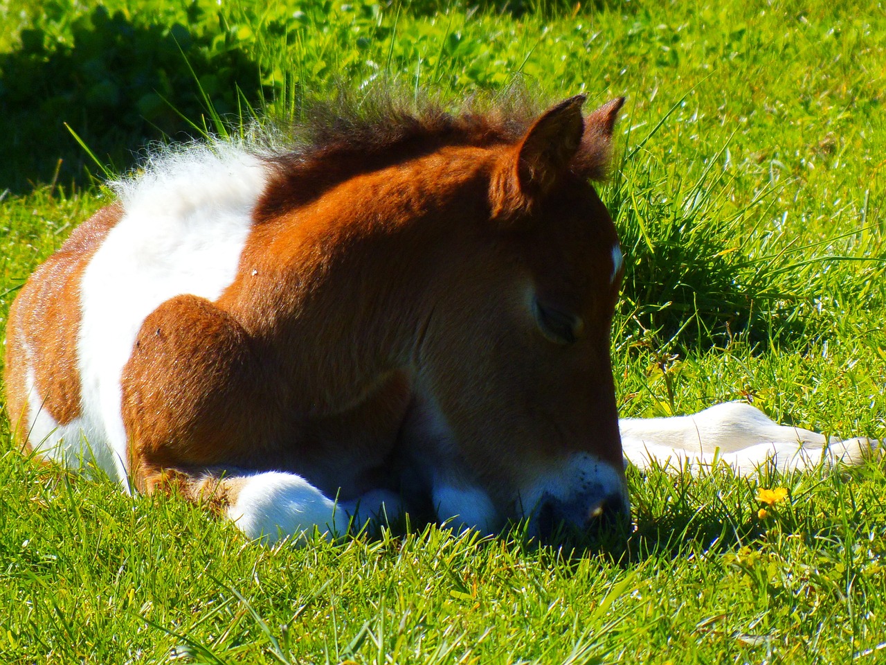 Image - foal nature animal prairie horse