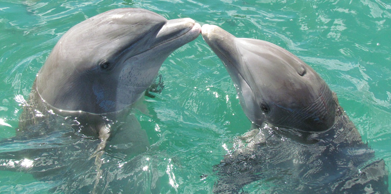Image - dolphin sea love kiss