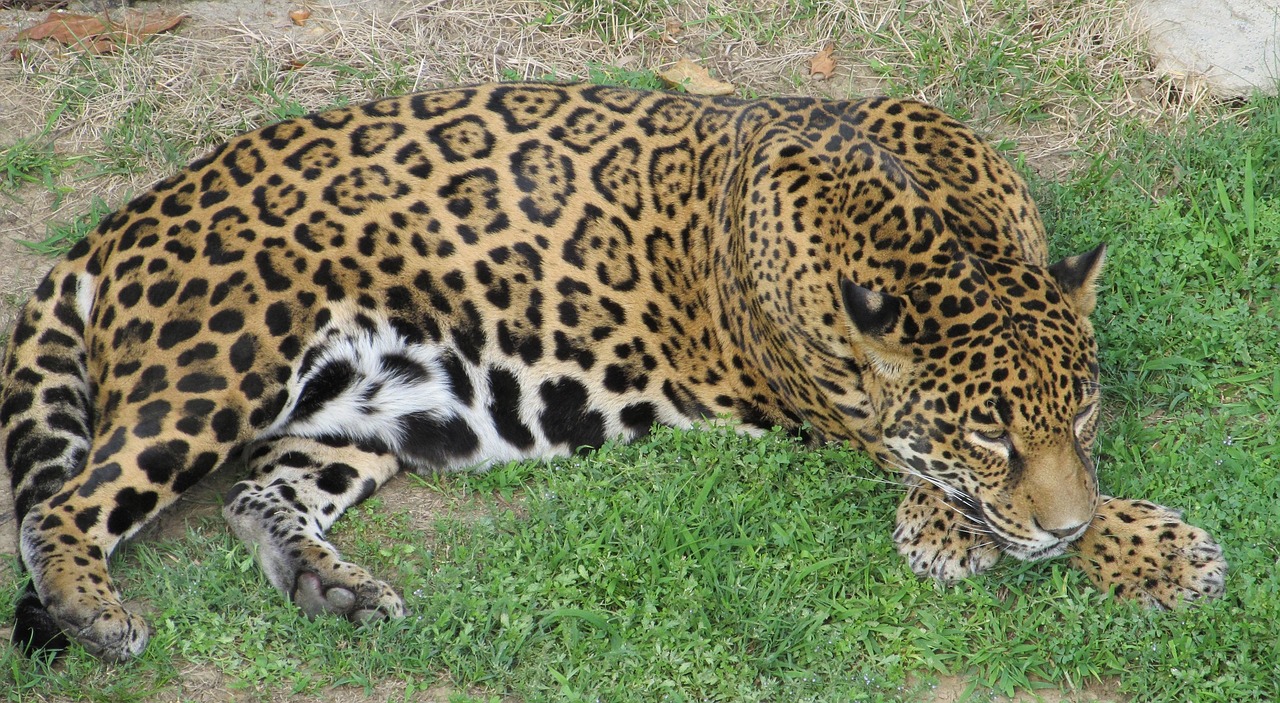 Image - jaguar big cat feline mammal