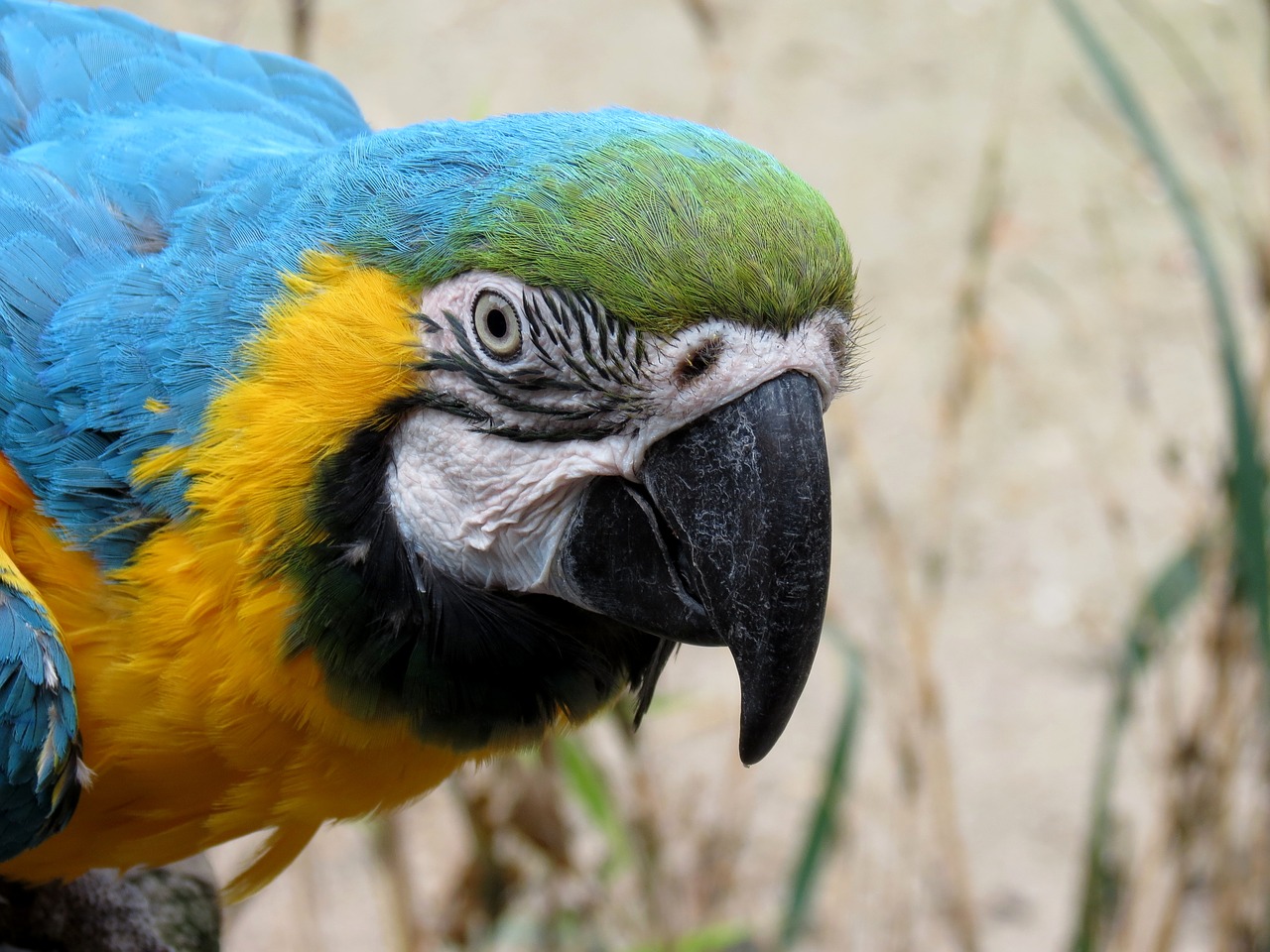 Image - parrot ara yellow macaw bird