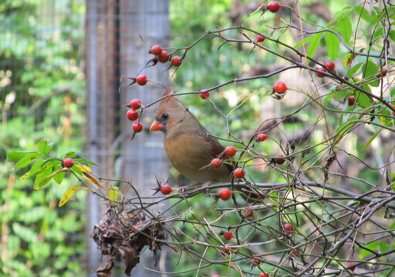 Image - cardinal northern female redbird