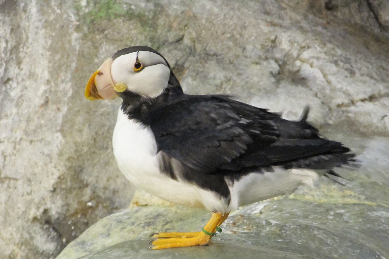 Image - puffin bird waterfowl wildlife