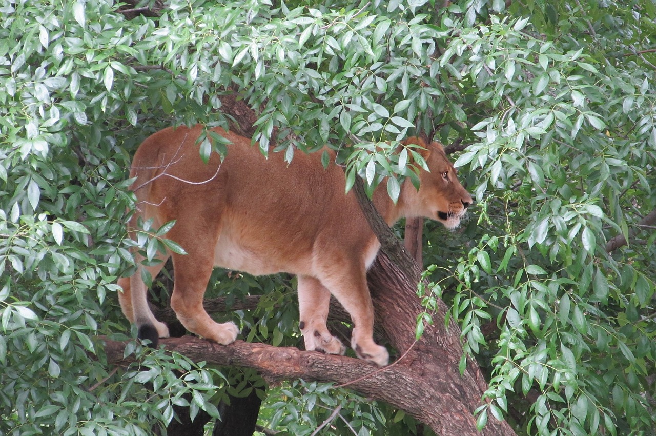 Image - lioness portrait tree limb cat