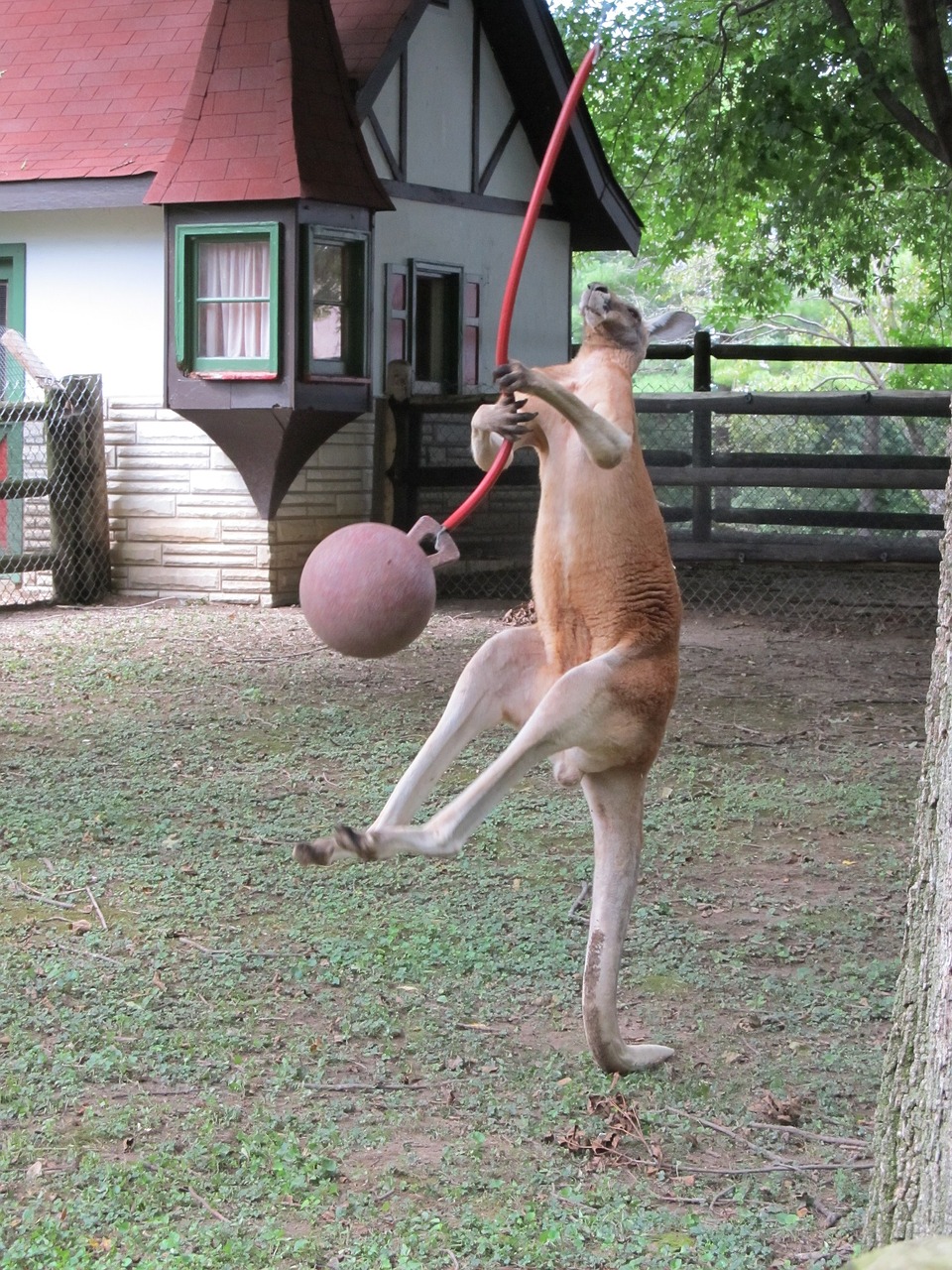 Image - kangaroo playing jumping ball