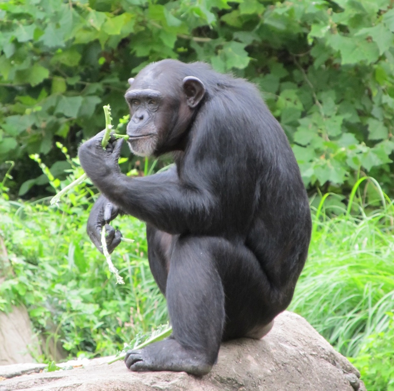 Image - chimpanzee monkey sitting looking