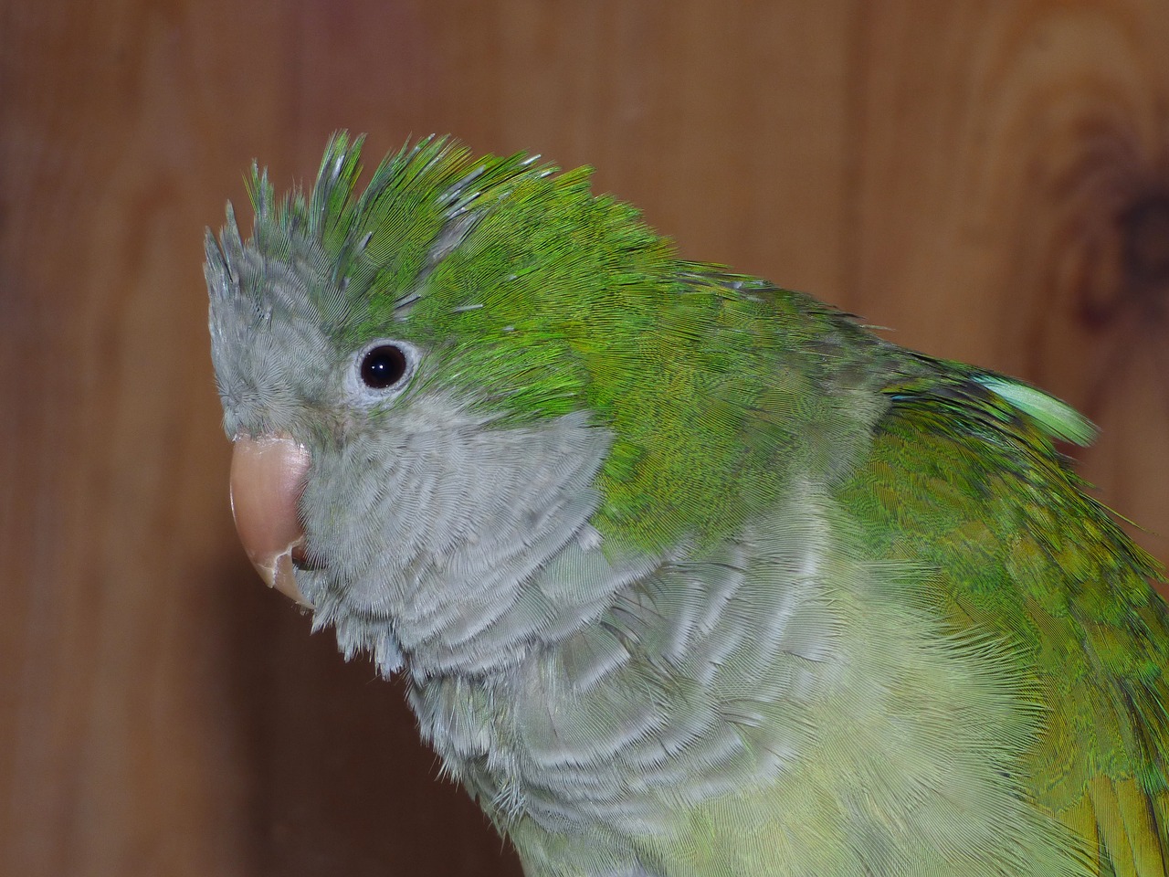 Image - parrot argentina cotorra bird