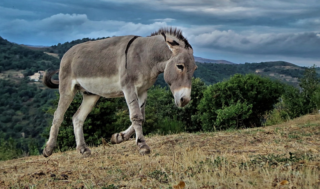 Image - animals farm animal closed nature