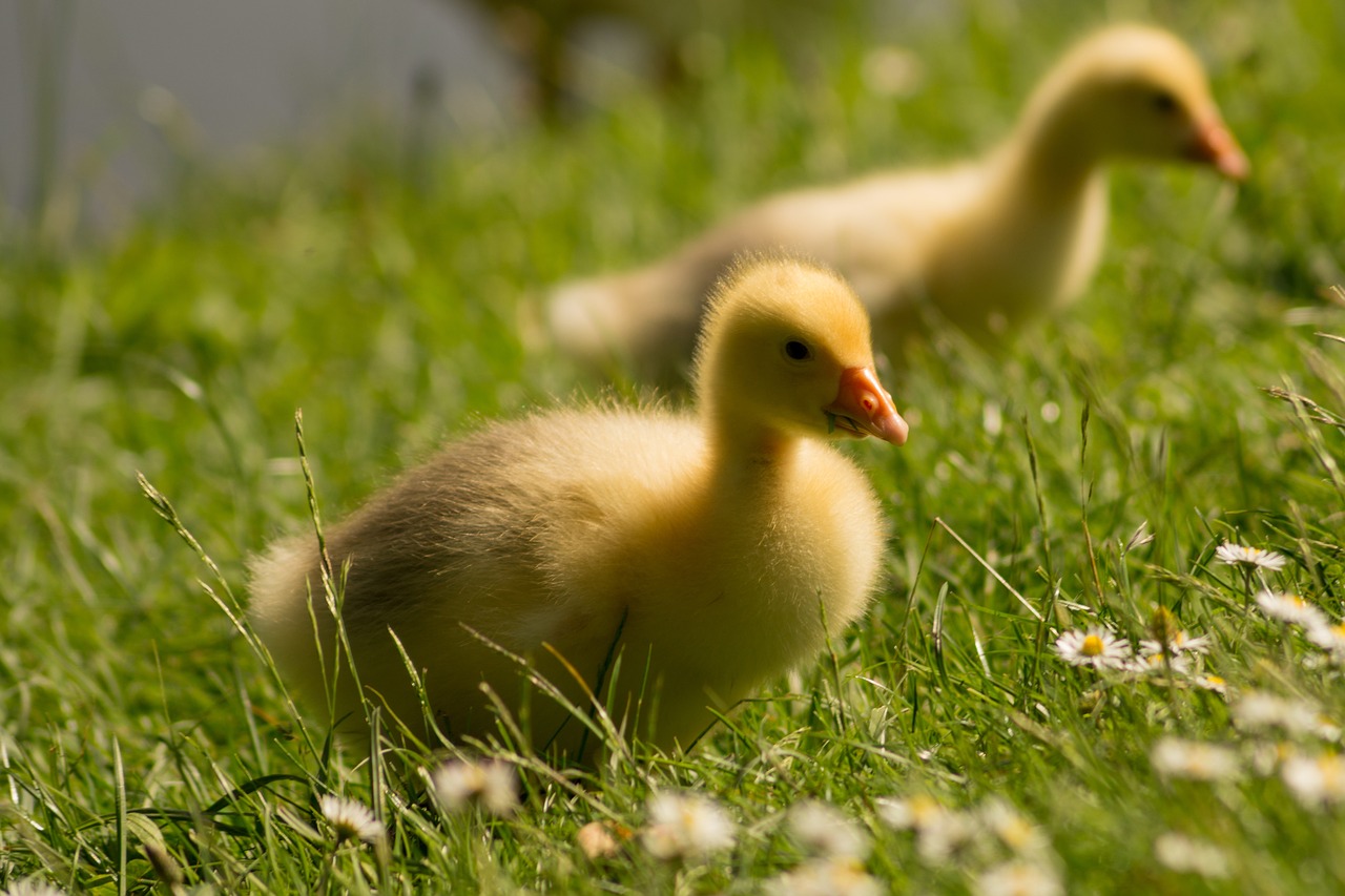 Image - chicken gaensekuecken meadow