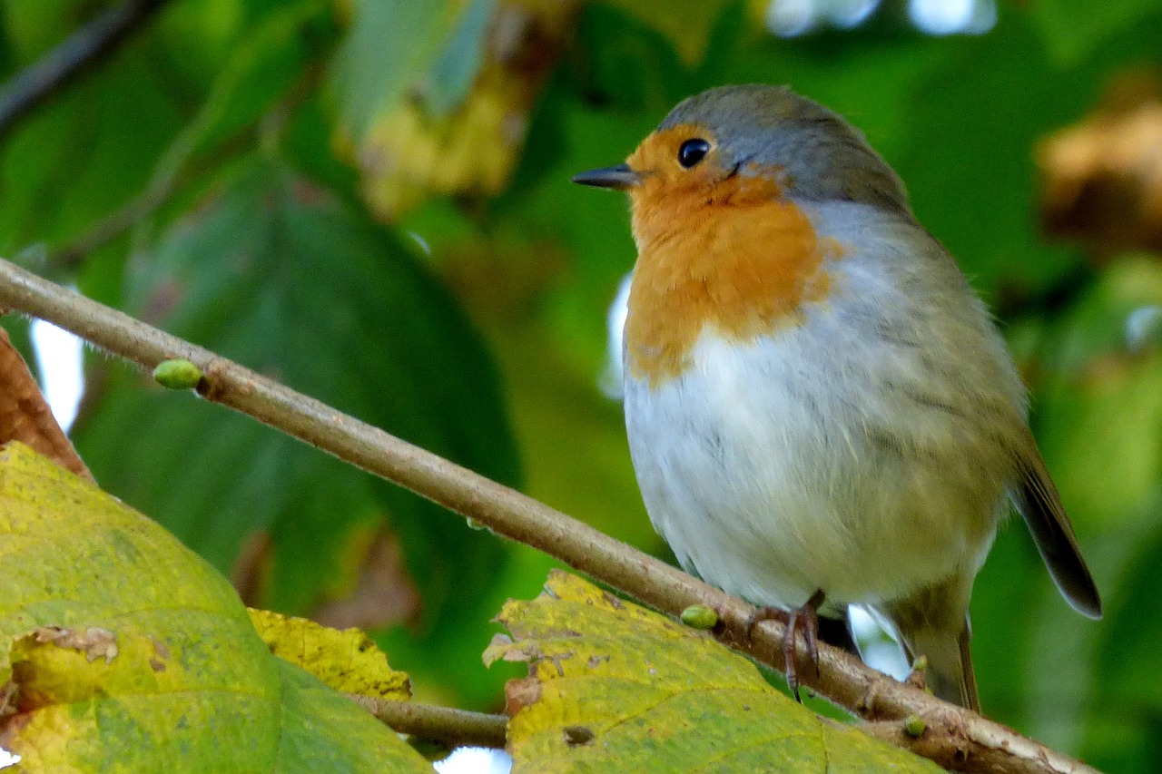 Image - robin bird plumage animal nature