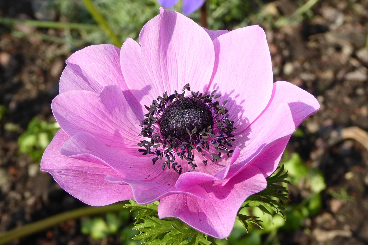 Image - flower blossom bloom anemone pink