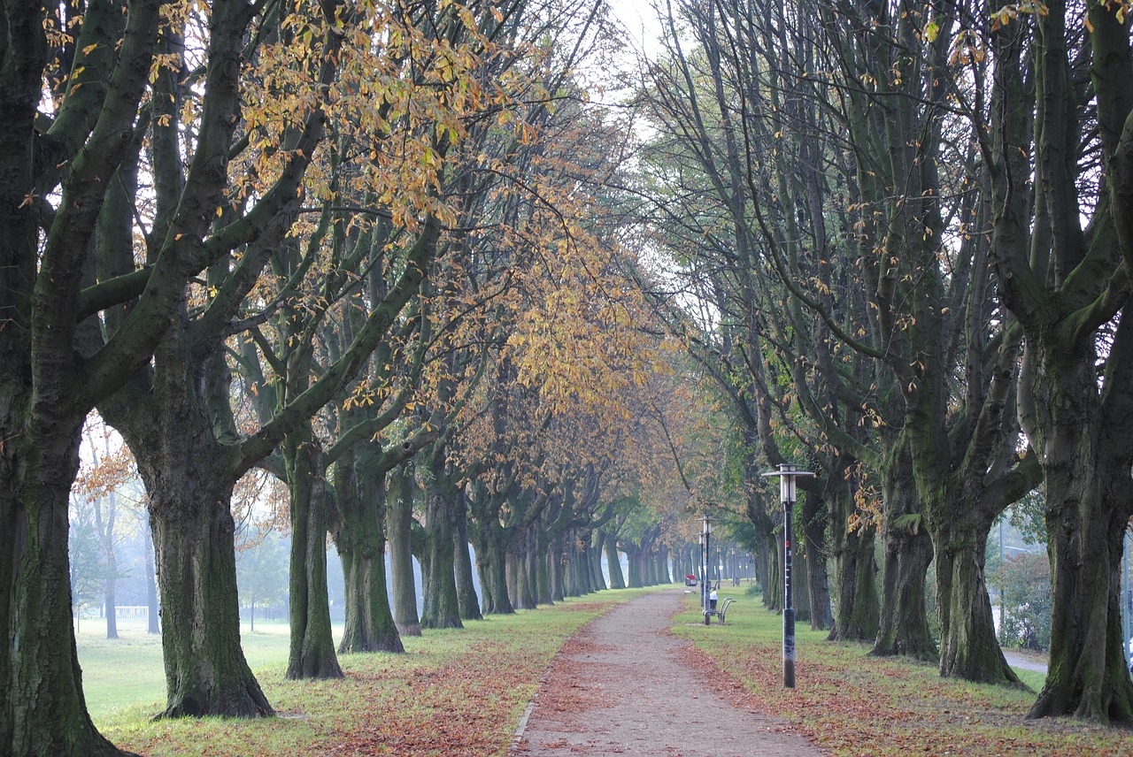 Image - trees tunnel nature outdoor