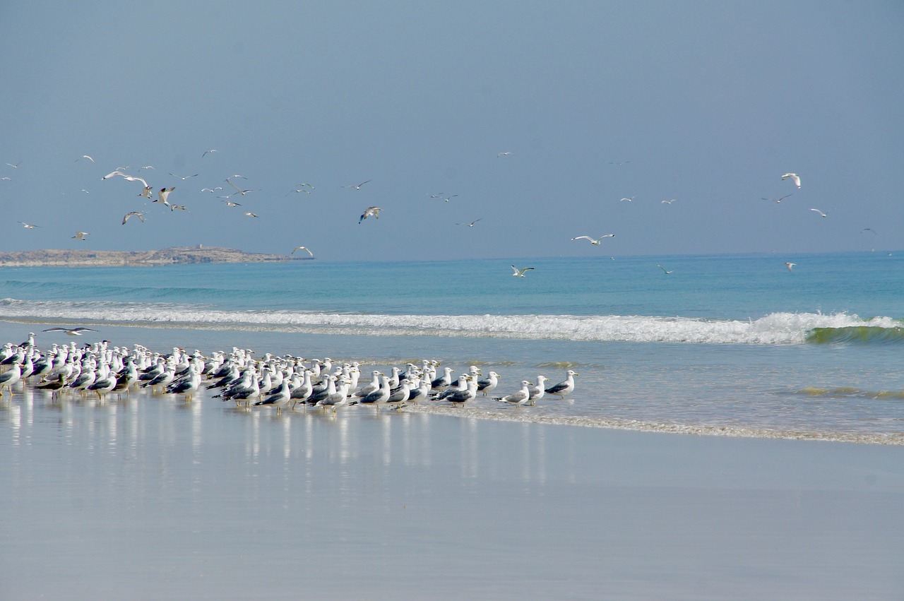 Image - gulls sea seagull bird water bird