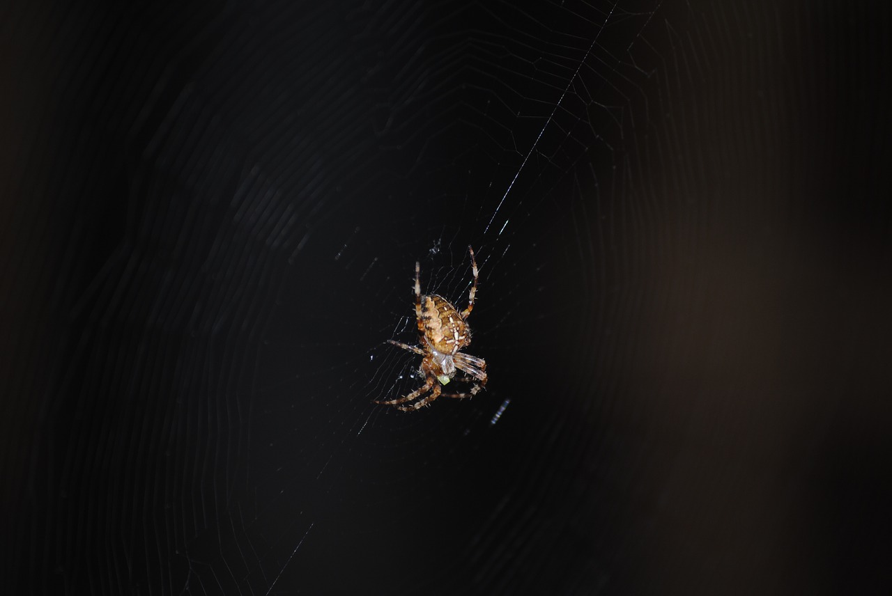 Image - spider web insect spooky cobweb