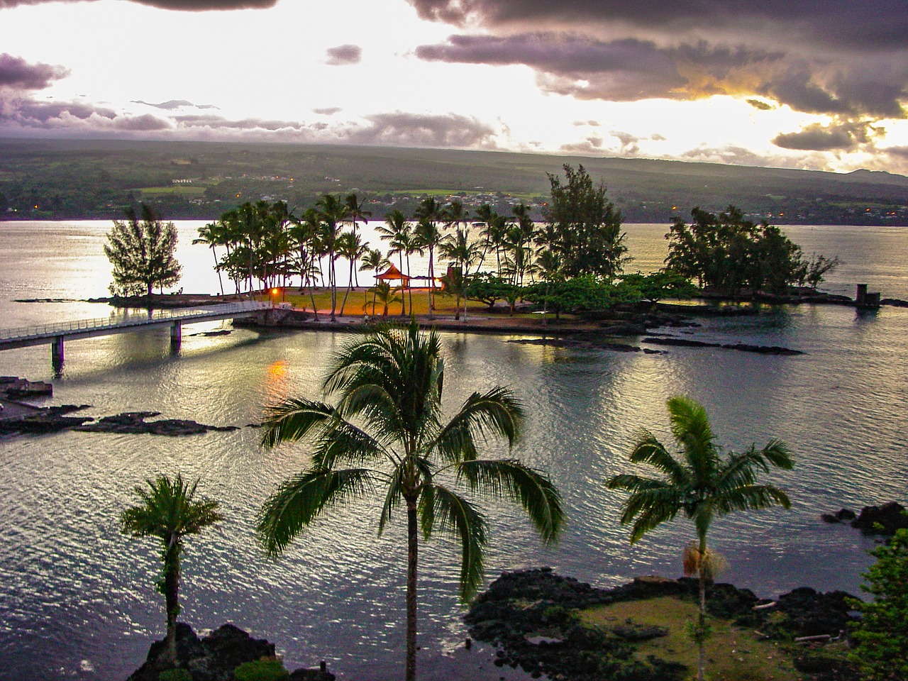 Image - coconut island hilo hawaii palm