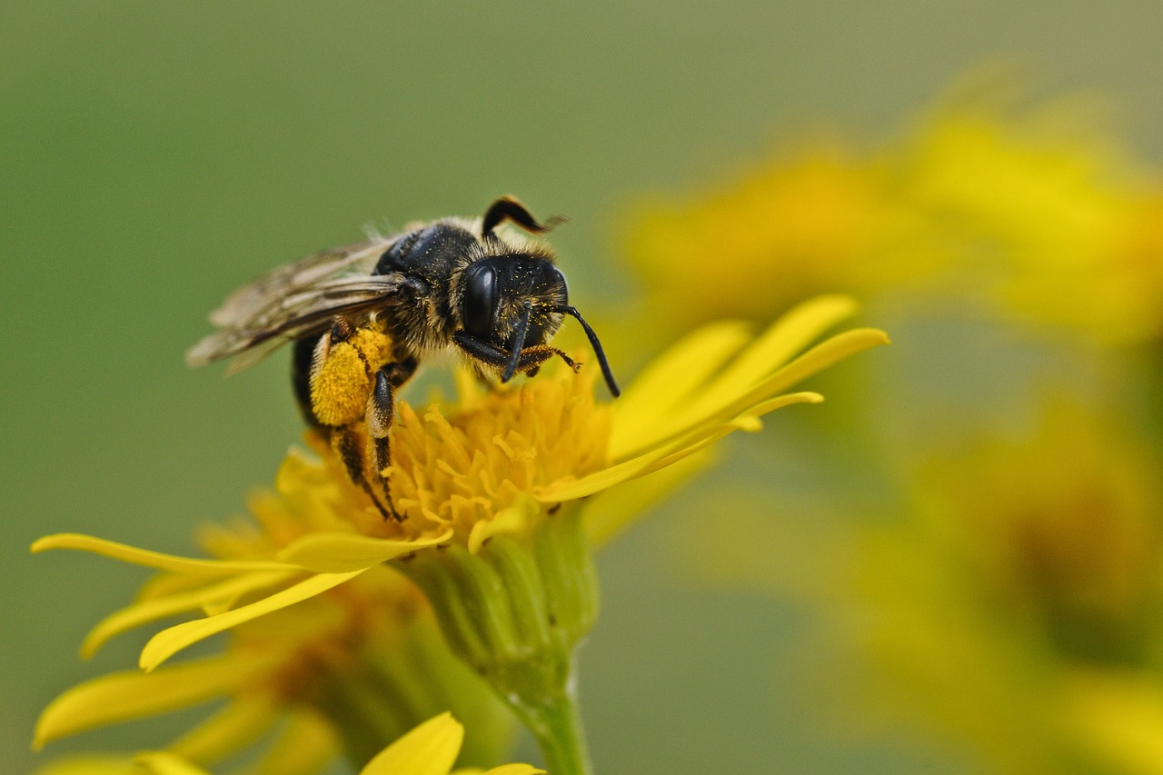 Image - bee insect macro forage