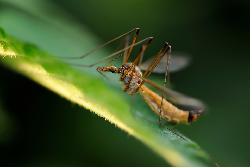 Image - insect macro leaf green