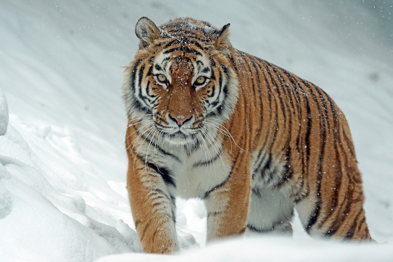 Image - amurtiger siberian predator