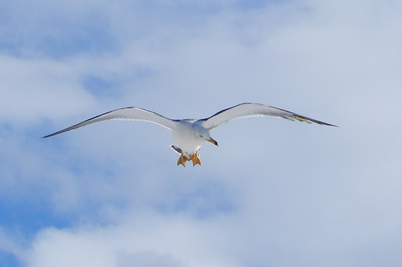 Image - animal sky cloud sea gull seagull