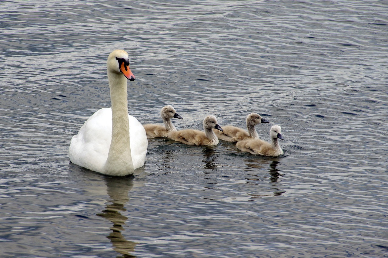 Image - swan swans chicks cygnus anatidi